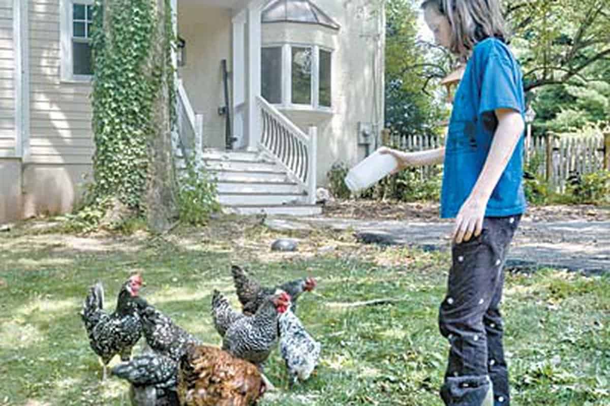 Build a backyard chicken coop