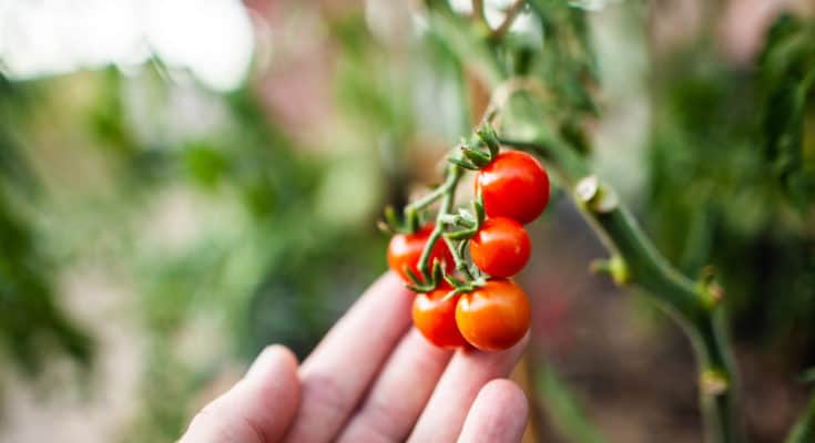 How to grow tomatoes for beginners