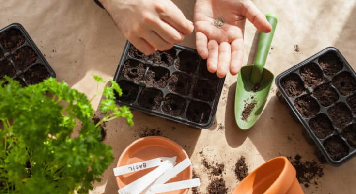 How To Start Seeds